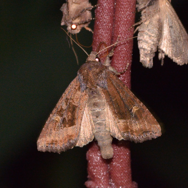 Helotropha leucostigma - mocsári nőszirombagoly