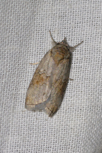 Nycteola asiatica - nyárfa-trapézbagoly