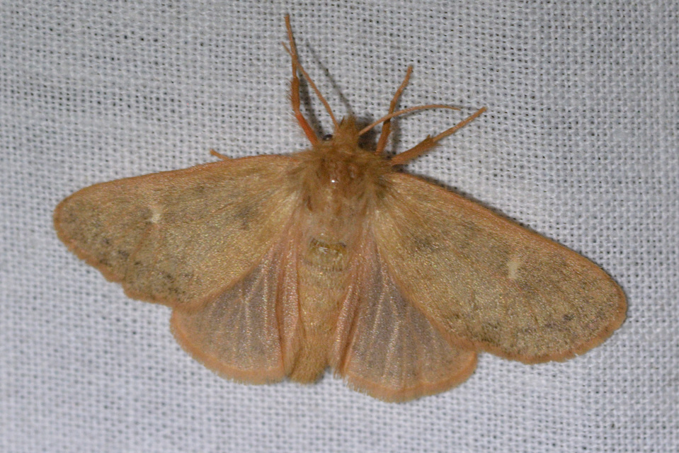 Ocneria rubea - rőt gyapjaslepke