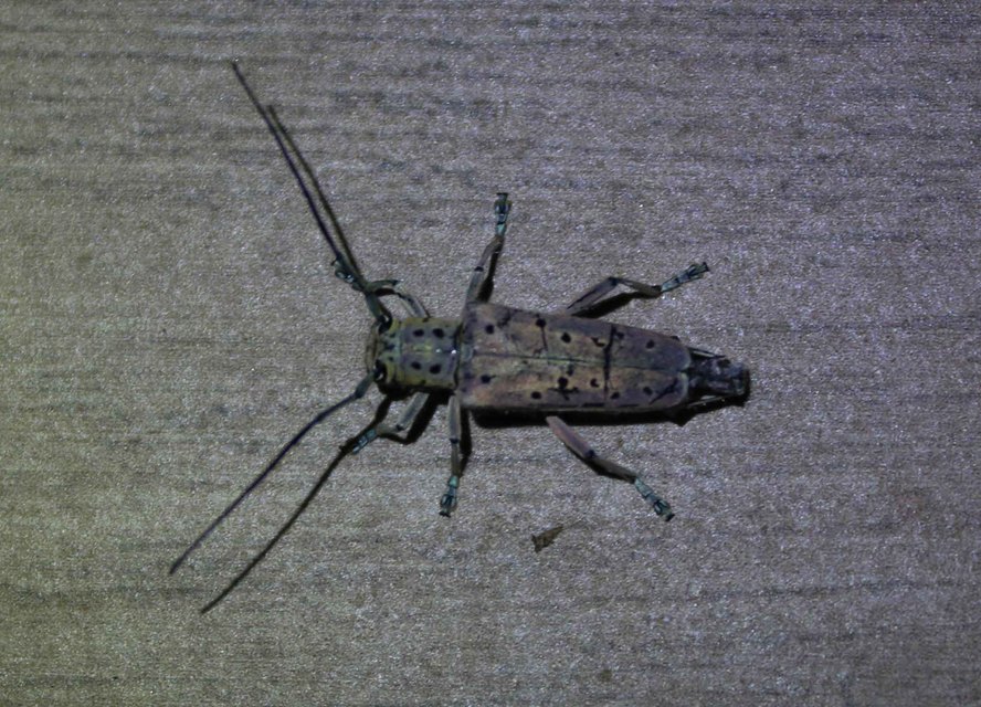 Saperda punctata - pettyes szilcincér Saperda punctata - pettyes szilcincér