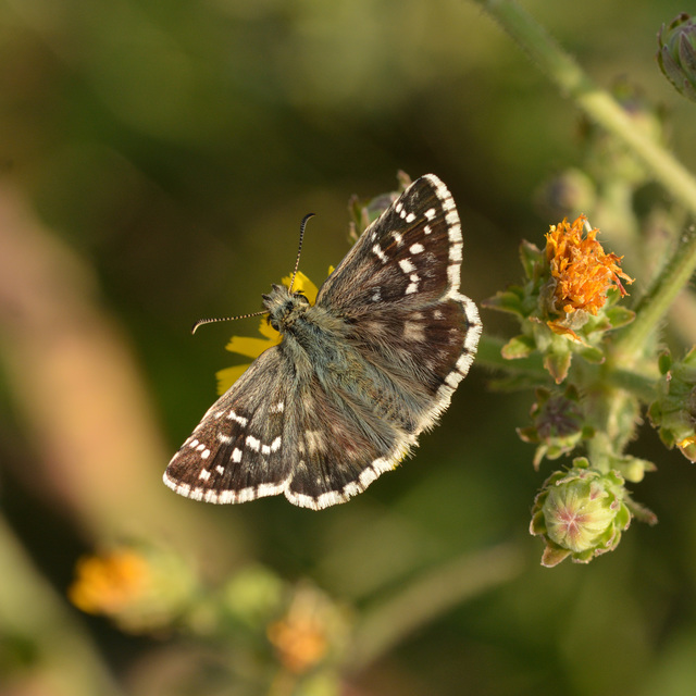 Pyrgus armoricanus - feles busalepke