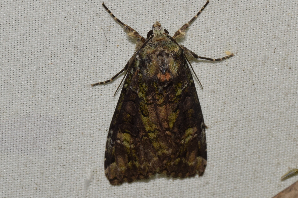 Anaplectoides prasina - zöld hegyibagoly