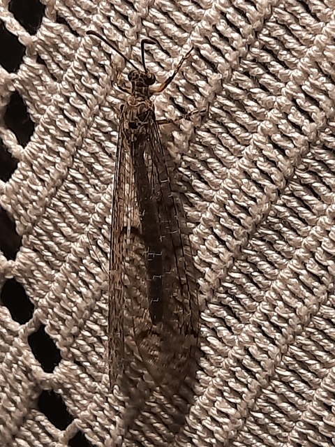 Distoleon tetragrammicus - négyfoltos hangyaleső