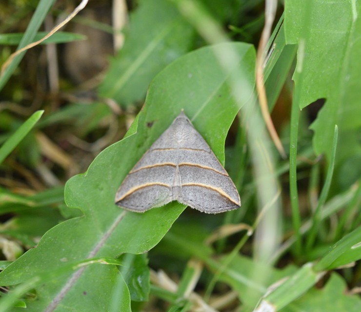 Colobochyla salicalis - háromsávos törpebagoly