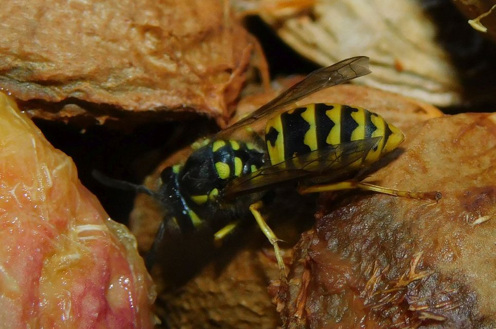 Vespula germanica - német darázs