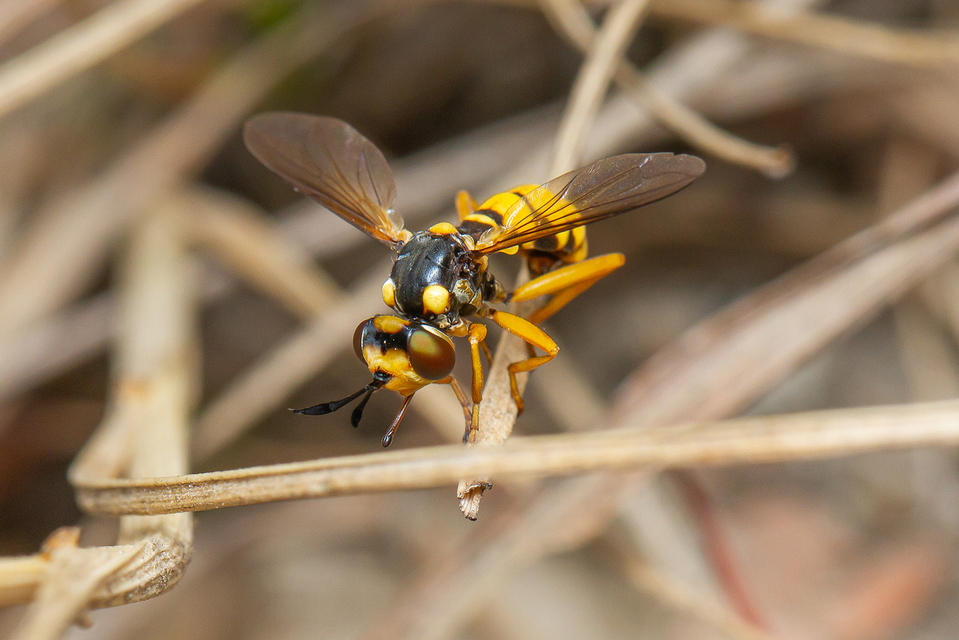 Conops silaceus