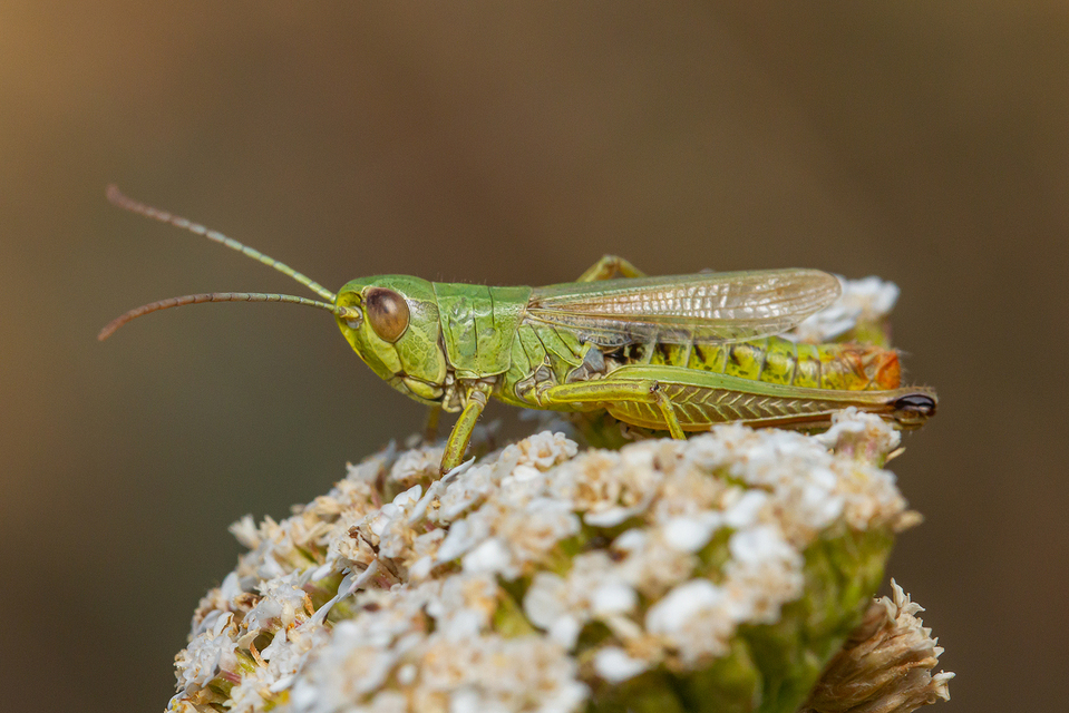 Pseudochorthippus parallelus - közönséges rétisáska