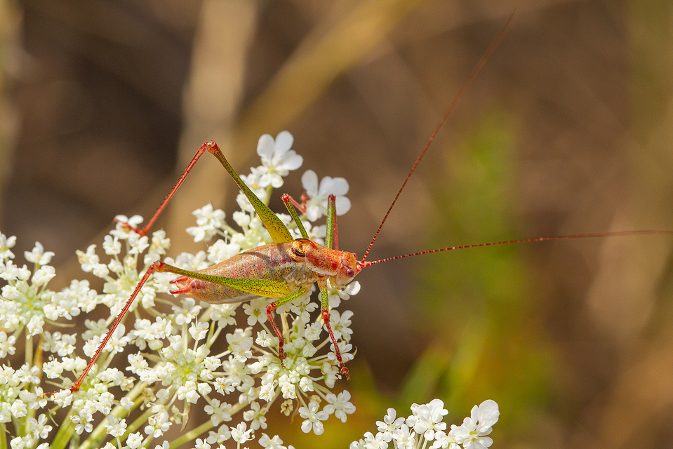 Leptophyes albovittata - közönséges virágszöcske
