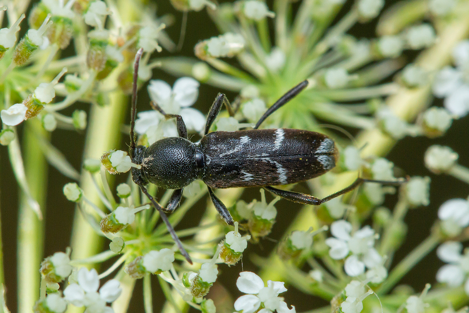 Chlorophorus sartor - feketevállú darázscincér