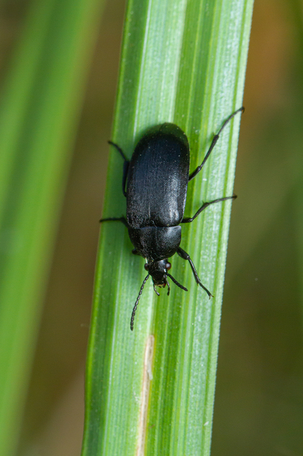 Podonta nigrita - szerecsenbogár