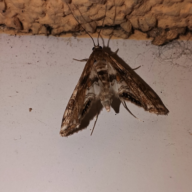 Cataclysta lemnata - békalencsemoly