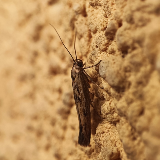 Scythris limbella - parajfonó zöldmoly