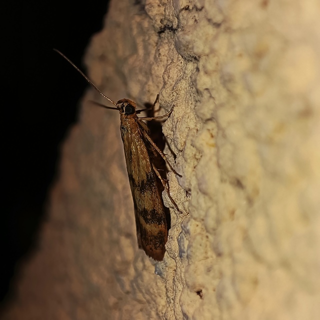 Homoeosoma sinuella - agyagsárga karcsúmoly
