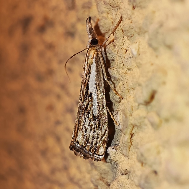 Catoptria verellus - kormos fűgyökérmoly