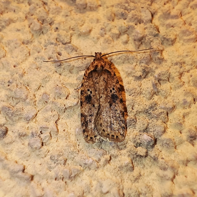 Agonopterix