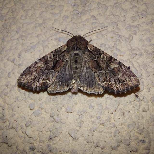 Lacanobia thalassina - borbolya-kertibagoly