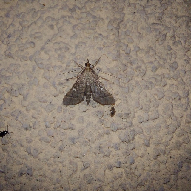 Dolicharthria punctalis - hosszúlábú tűzmoly