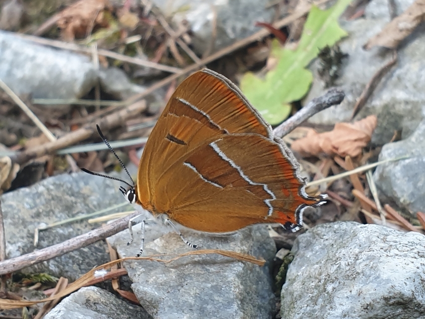 Thecla betulae - nyírfalepke
