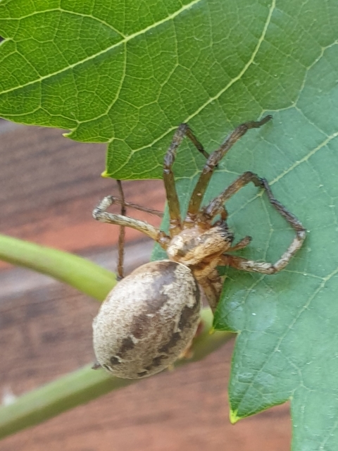 Agelena labyrinthica - illó tölcsérpók