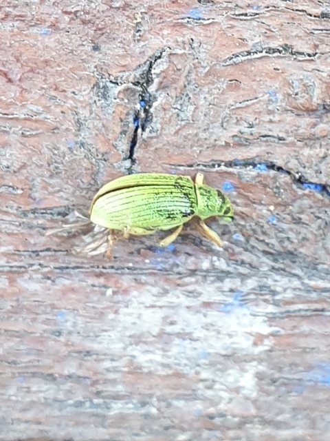 Polydrusus formosus - selymes lombormányos