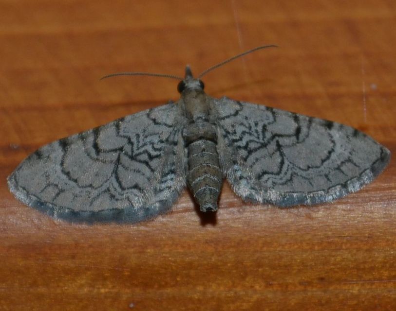Eupithecia silenicolata - habszegfű-törpearaszoló