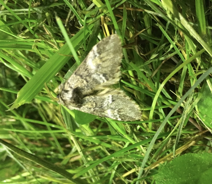 Drymonia dodonea - bélyeges púposszövő