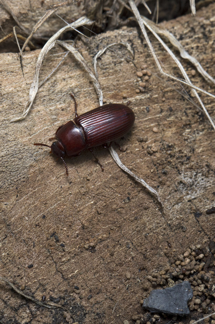 Uloma culinaris - nagy rágványbogár