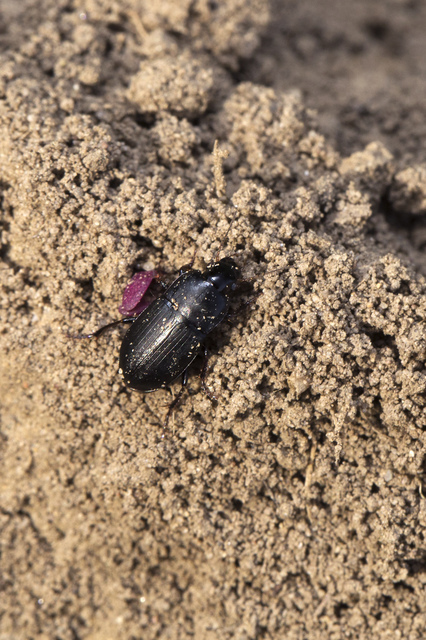 Harpalus anxius - parlagi lomhafutó