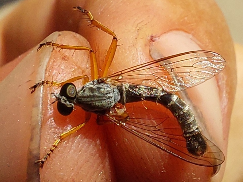 Aneomochtherus flavipes