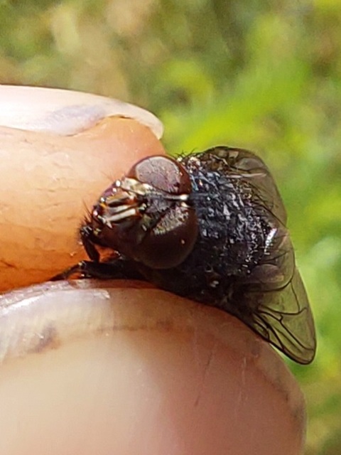 Calliphora vicina - kék dongólégy