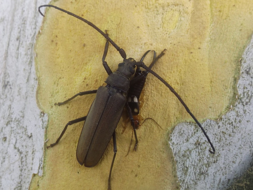 Aegosoma scabricorne - diófacincér