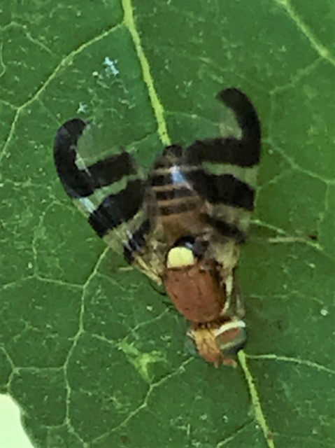 Rhagoletis completa