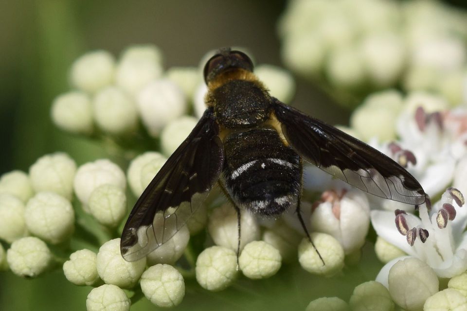 Hemipenthes velutina - bársonyos gyászlégy