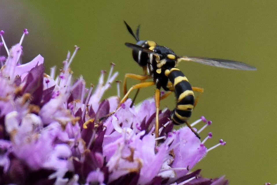 Conopidae - fejeslegyek