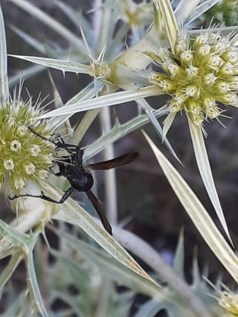 Isodontia mexicana - mexikói fűdarázs