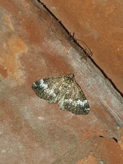 Perizoma alchemillata - árvacsalán-araszoló