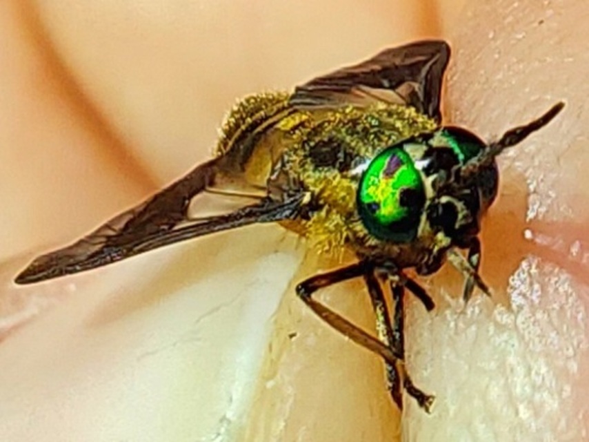 Chrysops