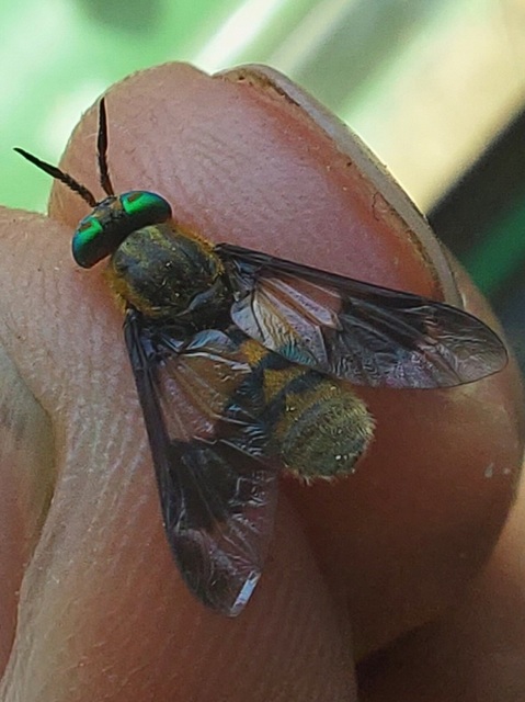 Chrysops