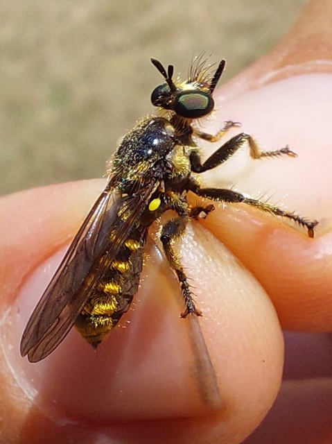 Choerades fimbriata/fulva