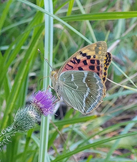 Argynnis pandora - zöldes gyöngyházlepke