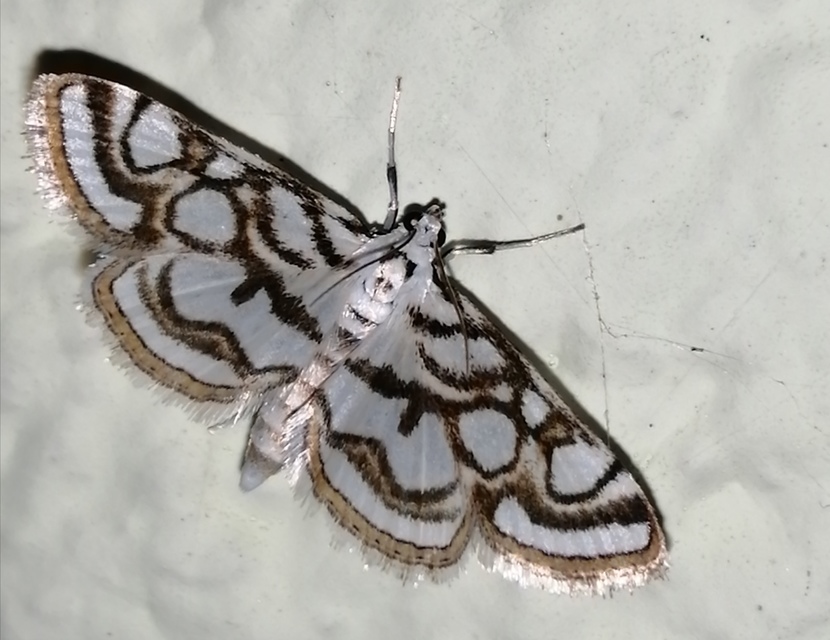 Nymphula nitidulata - díszes vízimoly