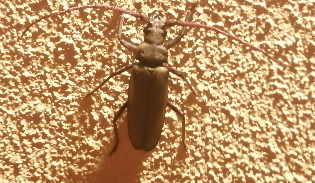Aegosoma scabricorne - diófacincér