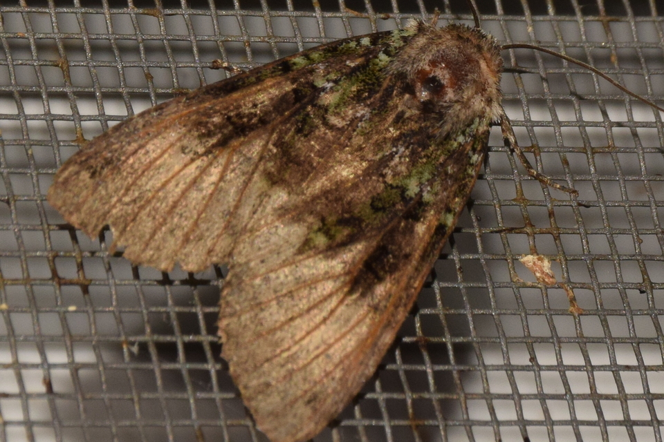 Anaplectoides prasina - zöld hegyibagoly