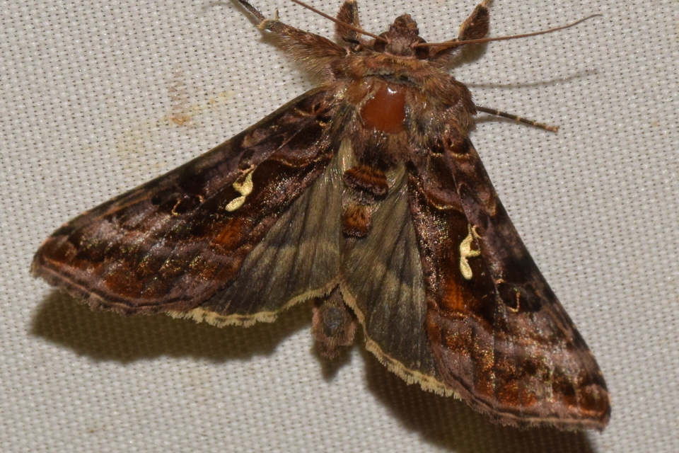 Autographa pulchrina - sötét aranybagoly Autographa pulchrina - sötét aranybagoly
