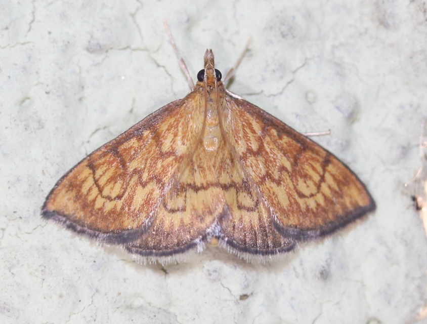 Ecpyrrhorrhoe rubiginalis - rozsdavörös tűzmoly