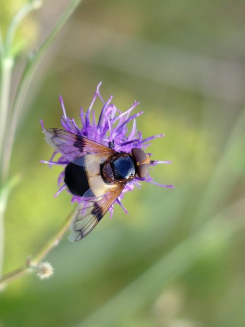 Volucella pellucens - üvegpotrohú pihelégy