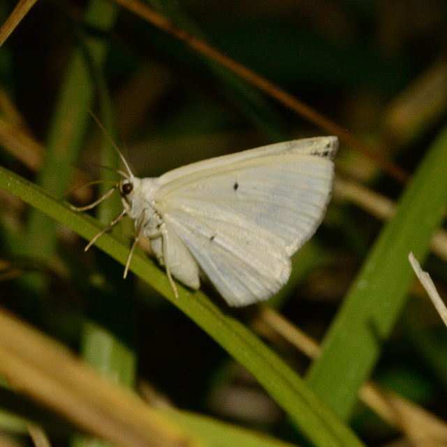 Lomographa temerata - foltos fehéraraszoló