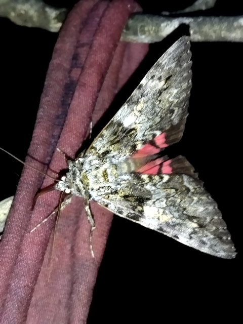 Catocala promissa - kis tölgyfa-övesbagoly