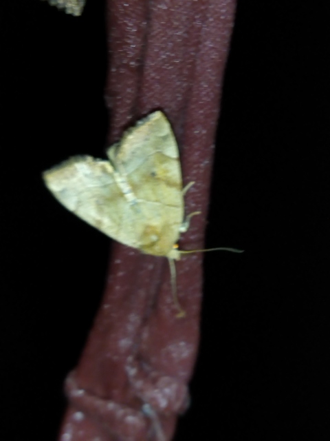 Cosmia trapezina - közönséges lombbagoly