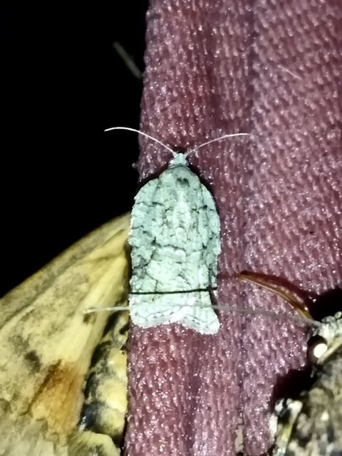 Acleris literana - zöldesfehér levélmoly